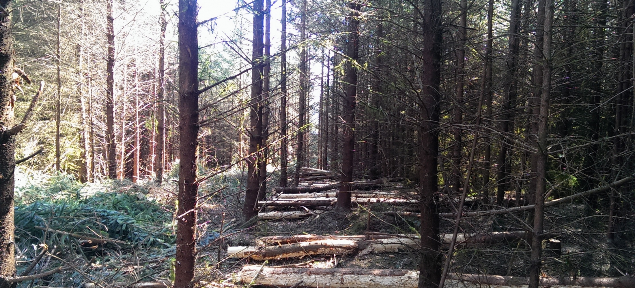 Neat Log Piles Baronscourt Estate