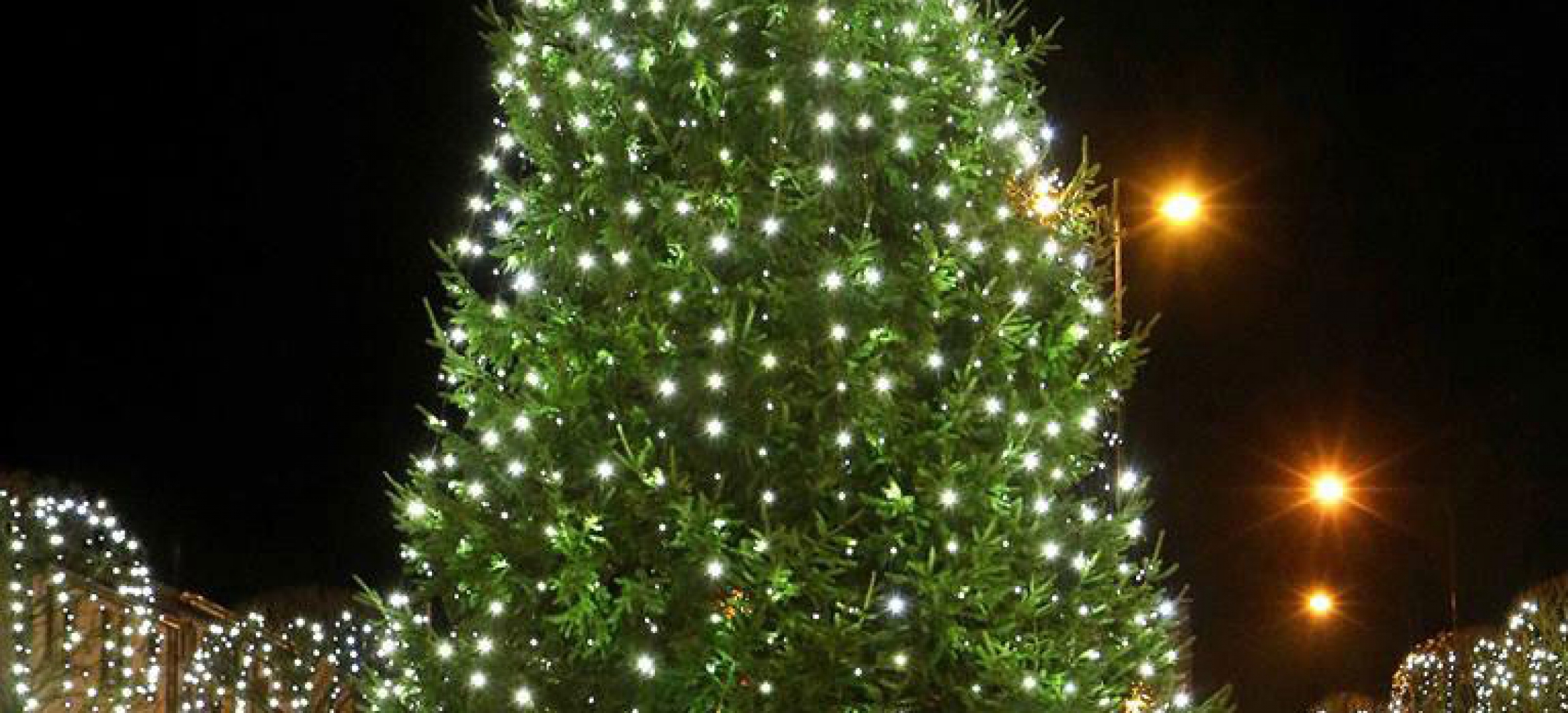 towncentrechristmastreesnorthernireland Baronscourt Estate