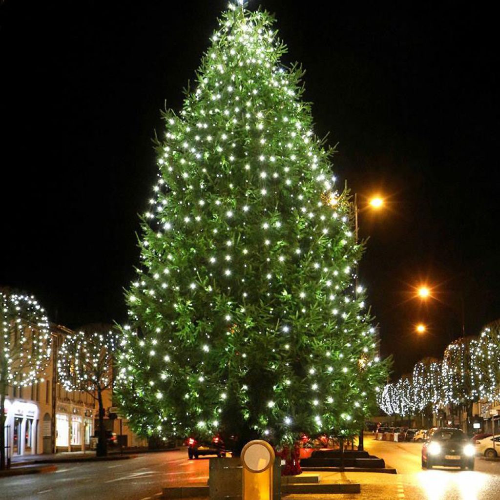 town-centre-christmas-trees-northern-ireland